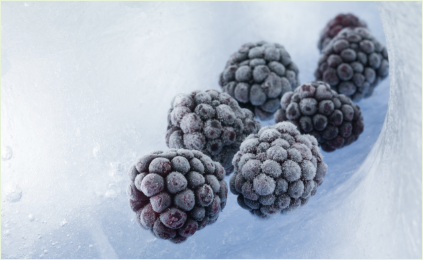 FROZEN BLACKBERRY
