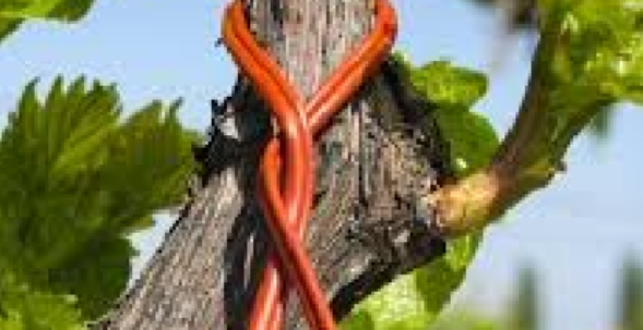 Hastalık ve Haşere Kontrolü