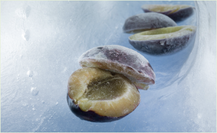 IQF PLUM